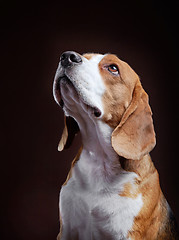 Image showing Portrait of young beagle dog
