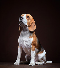 Image showing Portrait of young beagle dog