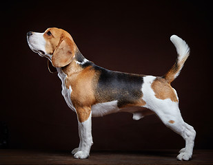 Image showing young beagle dog