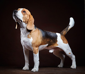 Image showing young beagle dog