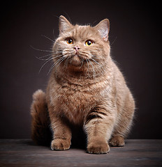 Image showing Portrait of british short hair cat