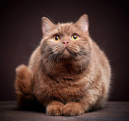 Image showing Portrait of british short hair cat