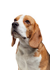 Image showing portrait of young beagle dog