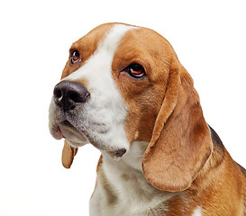 Image showing portrait of young beagle dog