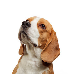 Image showing portrait of young beagle dog