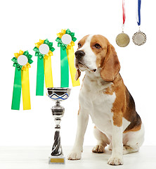 Image showing young beagle dog with medals and champion cup