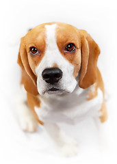 Image showing portrait of young beagle dog