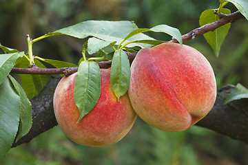 Image showing Peaches