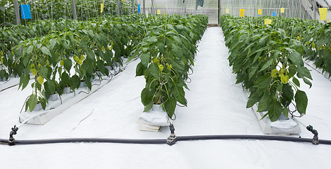 Image showing Pepper Plant Greenhouse