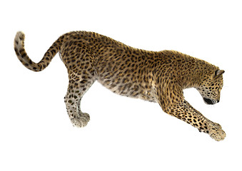 Image showing Big Cat Leopard