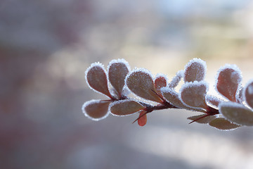 Image showing Frozen leaf - macro