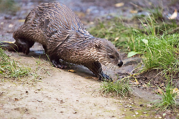 Image showing Otter