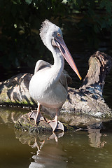 Image showing Pelican