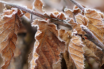 Image showing Brown Frozen leaves