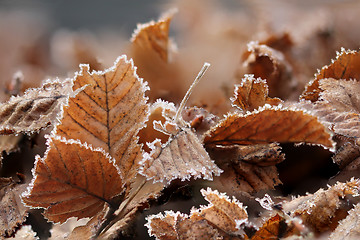 Image showing Brown Frozen leaves