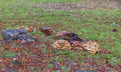 Image showing Parasitic Mushrooms 