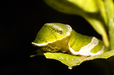 Image showing Mimicry, shown by a caterpillar that looks like a snake. Swallowtail larva. Papilio helenus.