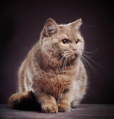 Image showing Portrait of british short hair cat