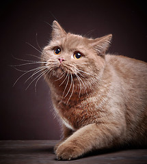 Image showing Portrait of british short hair cat