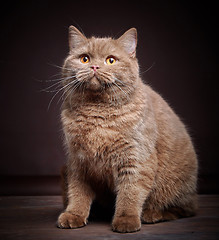 Image showing Portrait of british short hair cat