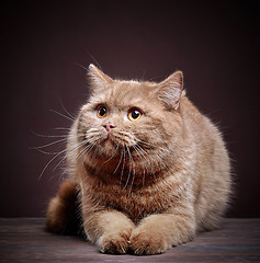 Image showing Portrait of british short hair cat