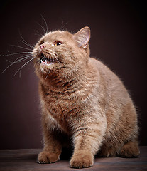 Image showing Portrait of british short hair cat