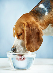 Image showing Beagle dog drinks water