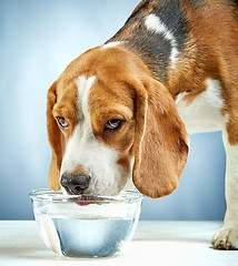 Image showing Beagle dog drinks water