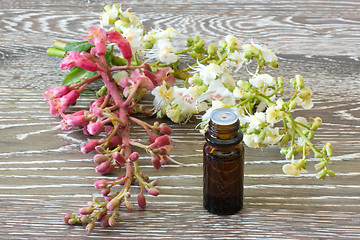 Image showing Bach flowers red and white chestnut