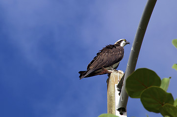 Image showing alert osprey against sky with fish