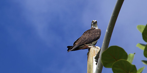 Image showing osprey looking down at viewer