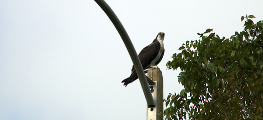 Image showing perched osprey in naples florida