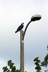Image showing profile of osprey on lamp pole with fish