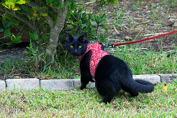 Image showing black cat walking on leash
