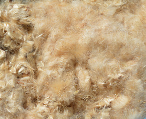 Image showing Bulrush Down Stuffing