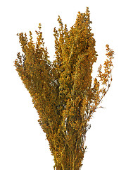 Image showing Lady\'s bedstraw