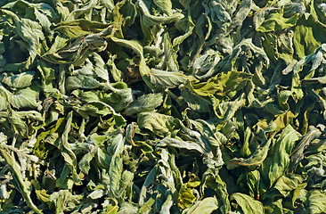 Image showing Leaves of dried wild mint