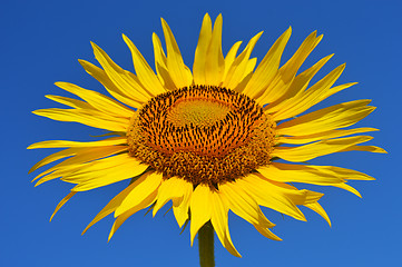 Image showing Sunflower