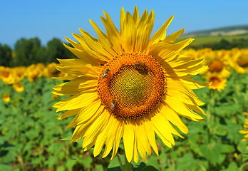 Image showing Sunflower and bees