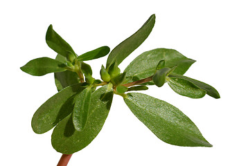 Image showing Purslane