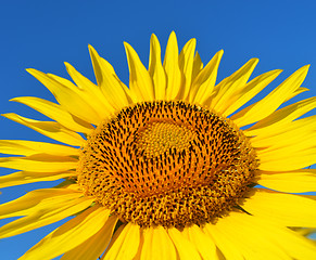 Image showing Sunflower