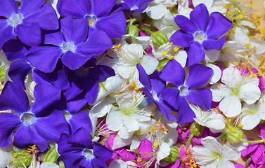 Image showing Background flowers