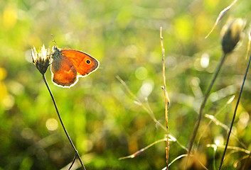 Image showing Butterfly