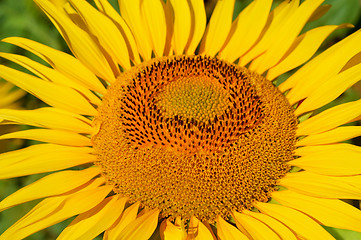 Image showing Sunflower