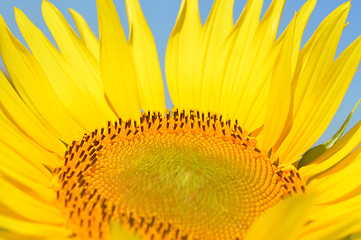 Image showing Sunflower