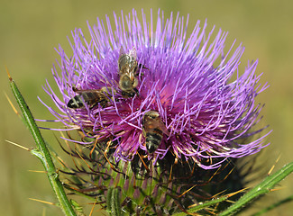 Image showing Thistle and bees