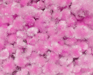 Image showing Dried Flowers Dandelion