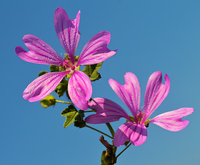 Image showing Mallow