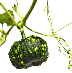 Image showing Small green pumpkin
