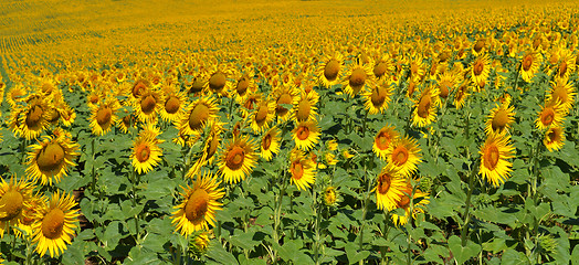 Image showing Sunflowers